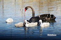 Swan Black Hansch.jpg