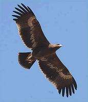 steppe eagle.jpg