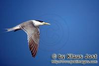 Flying-Swift-tern (00004015).jpg