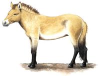 Equus caballus przewalskii.jpg