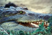 orinoco-crocodile-128799-ga.jpg