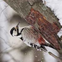 wb-woodpecker1.jpg