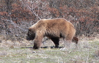 grizzly bear at denali.jpg