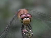 dragonflyhead.jpg