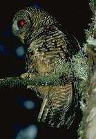 spotted owl.jpg