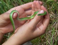 green snake.jpg