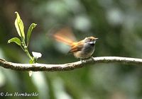 0083 rustyflanked fantail jh.jpg