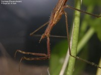 Ranatra linearis 00013.JPG