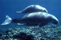 Dugong dugon.jpg