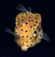boxfish 3.jpg