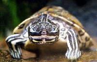 barbour turtle.jpg