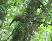 rufousfronted laughingthrush rtbsf.jpg