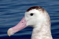 antip albatross shirihai.jpg