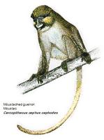 moustached guenon.jpg