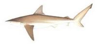 Carcharhinus brachyurus1.jpg