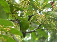 Bird032-M Blue-winged Leafbird.jpg