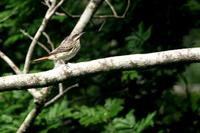 Streaked flycatcher.jpg