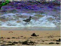 shorebirds10.jpg