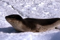 leopard seal resized.JPG