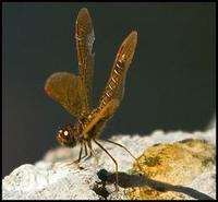 perithemis tenera.jpg