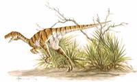 dromaeosaurus4.jpg