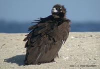 black vulture 5132.jpg