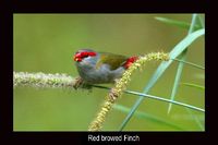 redbrowedfinch2.jpg
