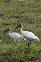 61474010.blackheadsd ibis  threskiornis melanocephalus.jpg