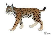Lynx lynx.jpg