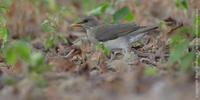 AfThrush4430.jpg