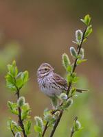 savannah~sparrow~509.jpg