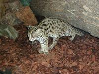 leopardcat.jpg
