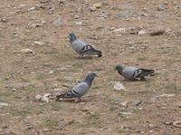 Hill pigeons Columba rupestris.jpg