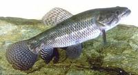 hoplias malabaricus.jpg