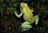 golden poison frog lg.jpg