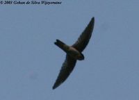 275 indian swiftlet 001 gdsw.jpg