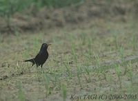 blackbird kt.jpg