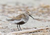 DUNLIN-3.jpg