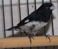 Black And White Seedeater3.JPG