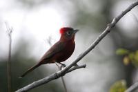 Red-crested finch.jpg