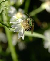green bee.jpg