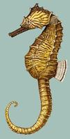 hippocampus erectus.jpg
