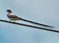 Fork-tailed Flycatcher side.jpg