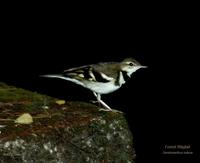 39652663.Forest Wagtail.jpg