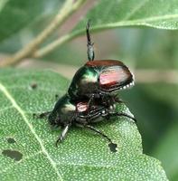 japanese beetle.jpg