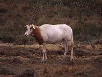scimitar-horned oryx.JPG