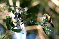 Glittering-bellied emerald.jpg