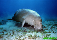 dugong-feeding-at-the-seabed.jpg