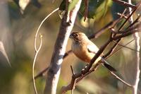 Coal-crested finch 2.jpg