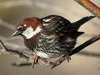 spanish sparrow.jpg